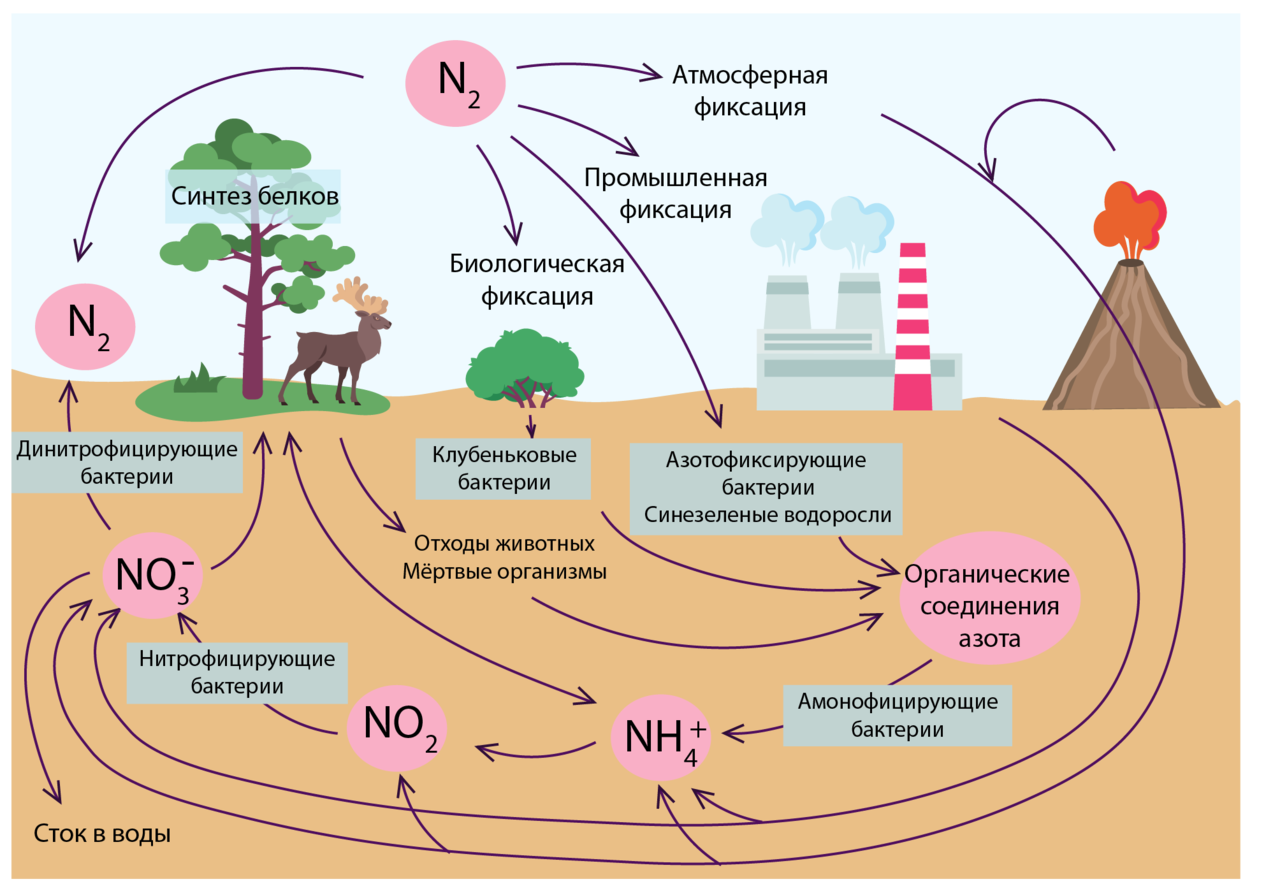 Рассмотрите рисунок 106 в учебнике круговорот веществ в биосфере